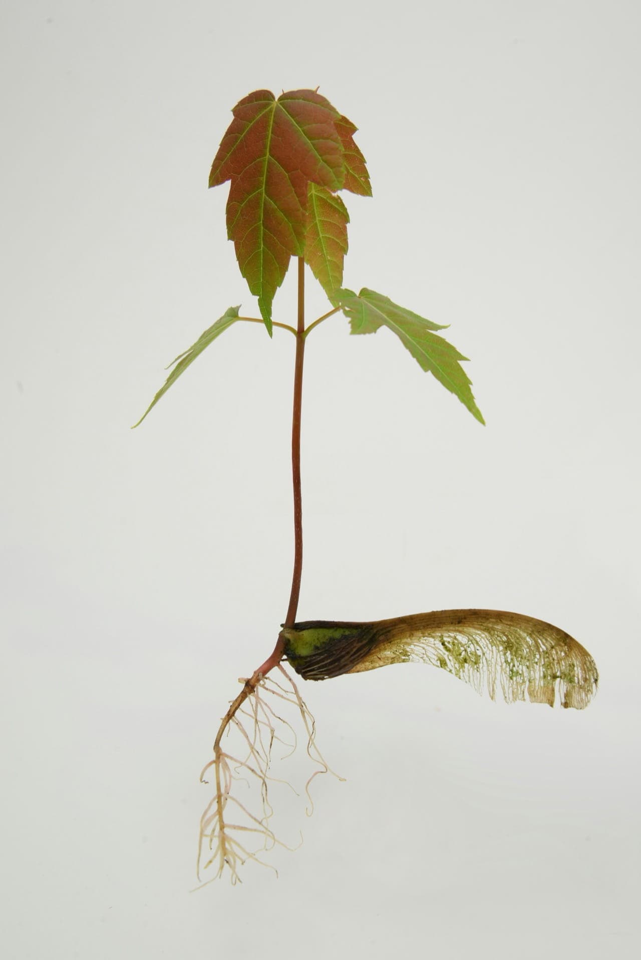 Maple seedling sprouting from its seed